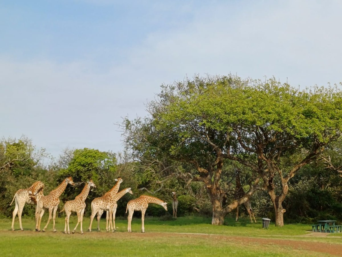 iSimangalisoZA's tweet photo. A journey of giraffes just queuing up for ablution at uBhejane Picnic Site on the Western Shores section of iSimangaliso. It's a cool Saturday morning!
#VisitiSimangaliso
#WhereMiraclesNeverEnd https://t.co/sxCeKAtKW1