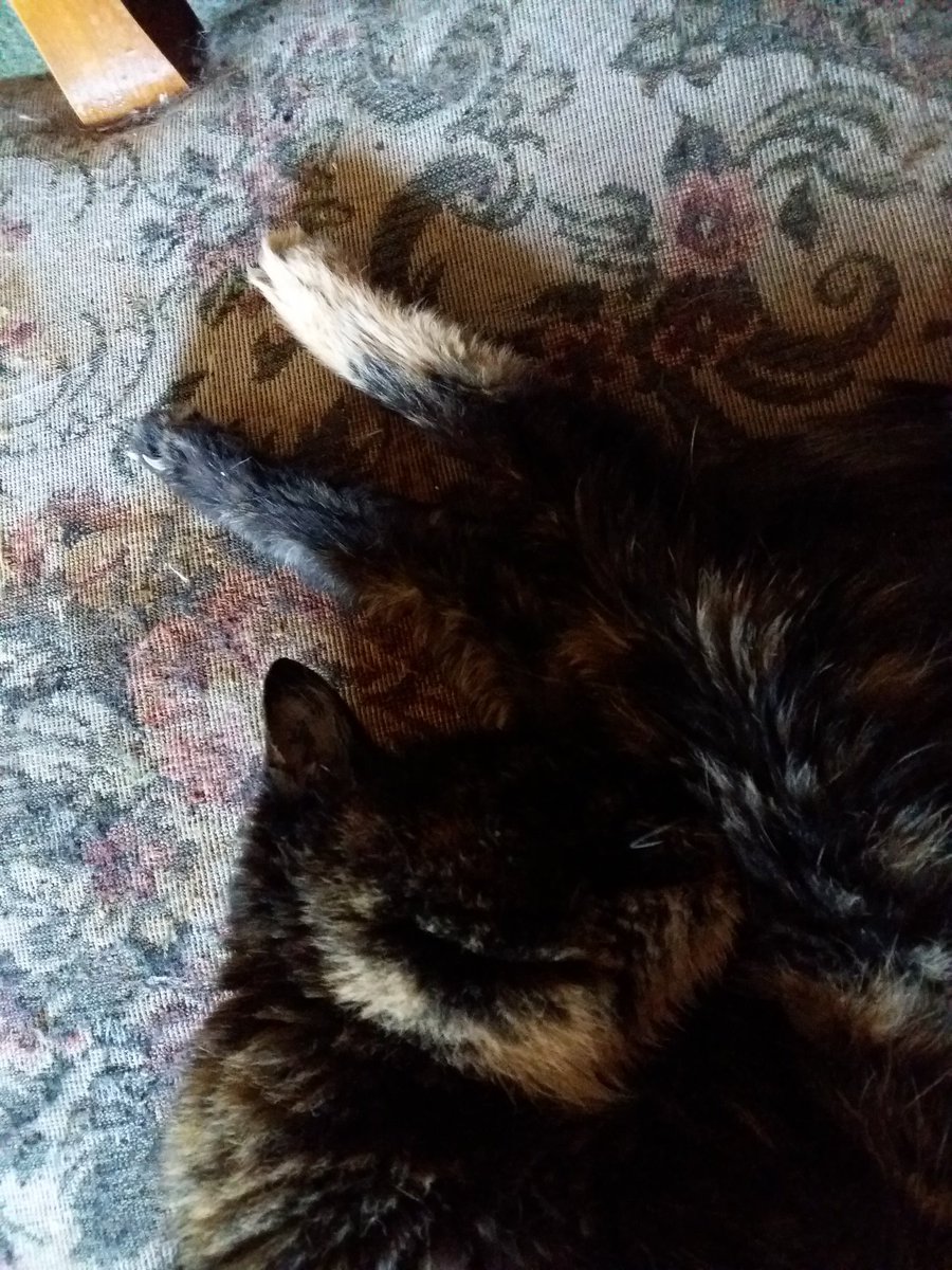 Fußballfankatze tweet media