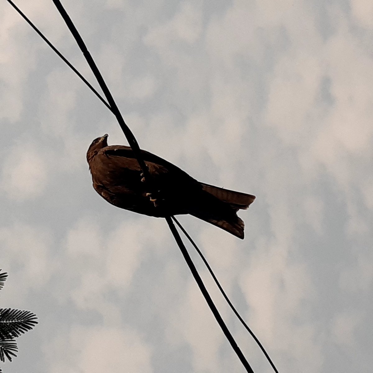 Sethvikas's tweet image. #airupthere