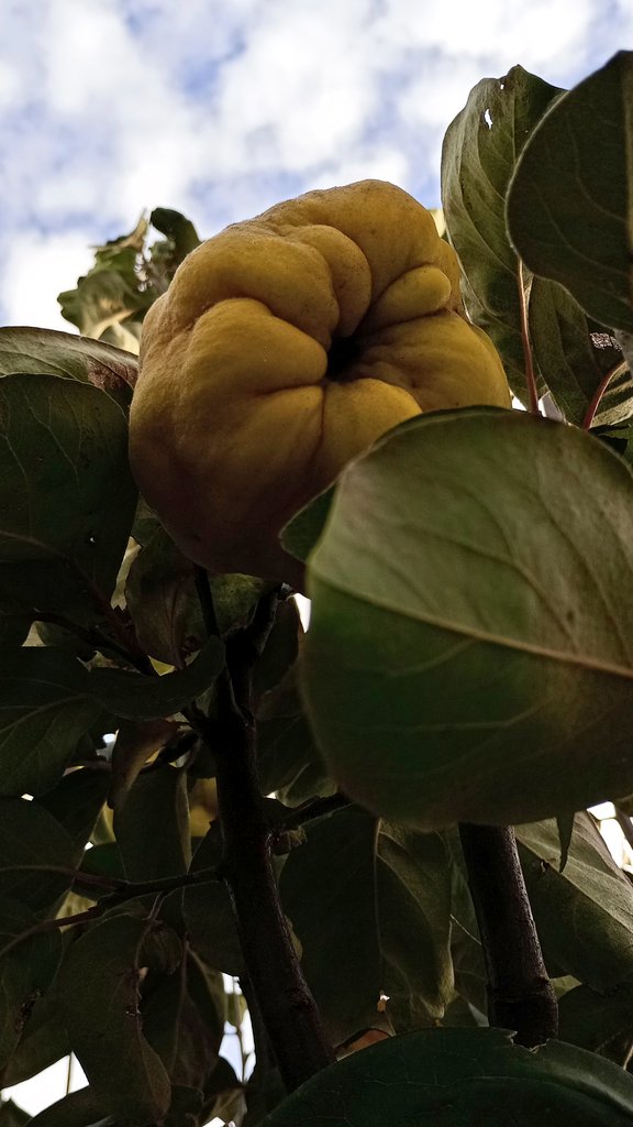 vasy13ionela's tweet photo. #20231104 , #quincetree , #quince , #fruits , #sweet , #ripe , #yellowfruits , #yellow , #garden , #autumn , #sky , #clouds , #nature #⛅ #📷 #📸 #📱 https://t.co/AI9M87kIkp