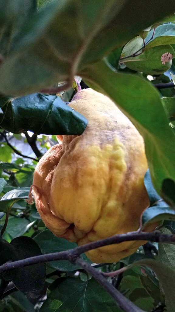 vasy13ionela's tweet photo. #20231104 , #quincetree , #quince , #fruits , #sweet , #ripe , #yellowfruits , #yellow , #garden , #autumn , #sky , #clouds , #nature #⛅ #📷 #📸 #📱 https://t.co/AI9M87kIkp