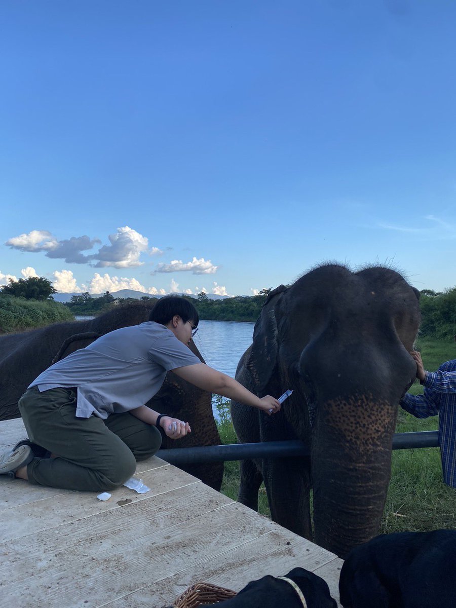 🐘👁️ ช้างพังแม่ทองมา มีอาการเจ็บตา น้ำตาไหล และมีฝ้าขาวที่กระจกตา เบื้องต้นคุณหมอเข้าตรวจและให้ยาหยอดตาเพื่อรักษาอาการแล้ว ขอให้แม่ทองมาหายไวๆนะคะ
🙇🏻‍♀️ ขอบพระคุณผู้บริจาคทุกท่านที่พร้อมช่วยเหลือกันเสมอมาค่ะ
#ช่วยช้างถึงช้าง
#คนไทยรักช้าง
#ยังคงเปิดรับบริจาคเพื่อช่วยช้างทั่วประเทศ