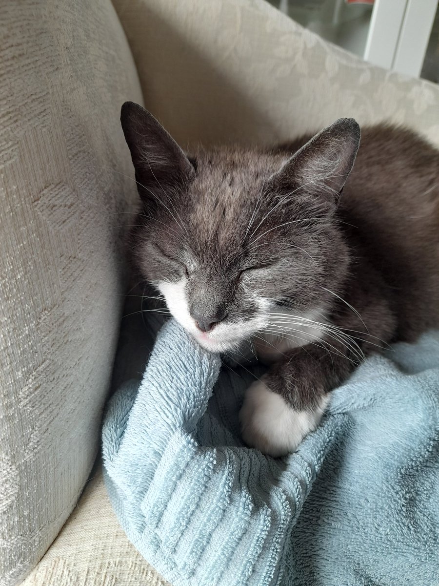 #Caturday #CatsOfTwitter Morning, just another snooze needed !