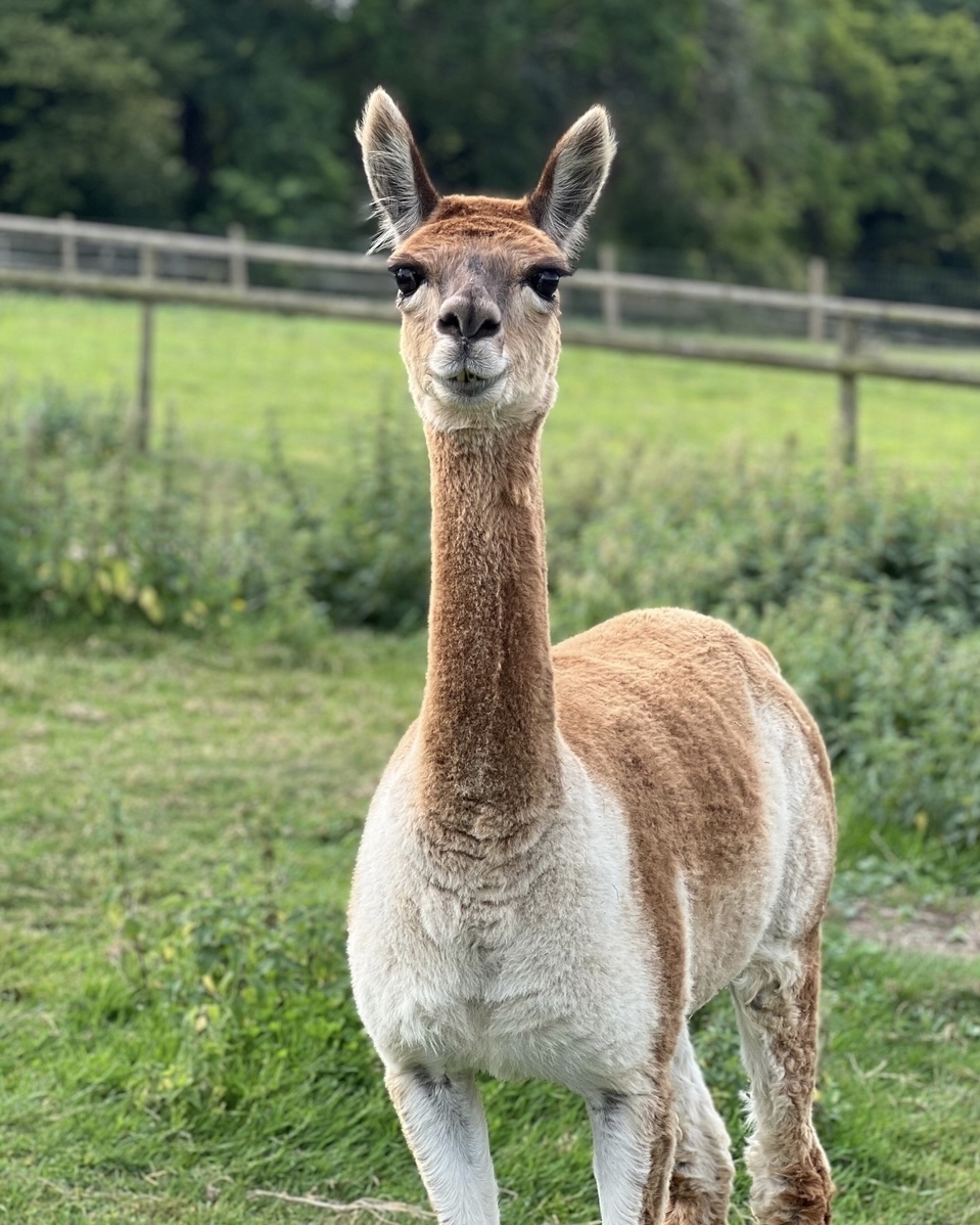 Bocketts Farm Park tweet media