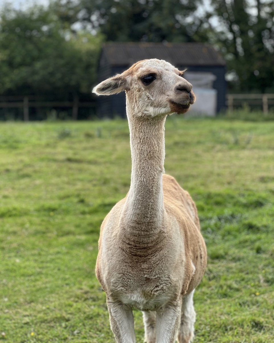 Bocketts Farm Park tweet media