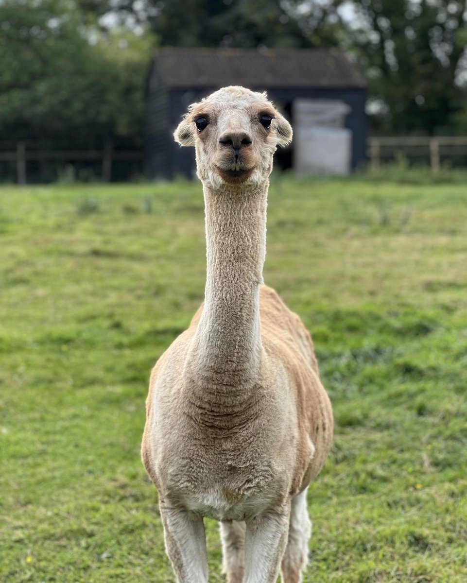 Bocketts Farm Park tweet media