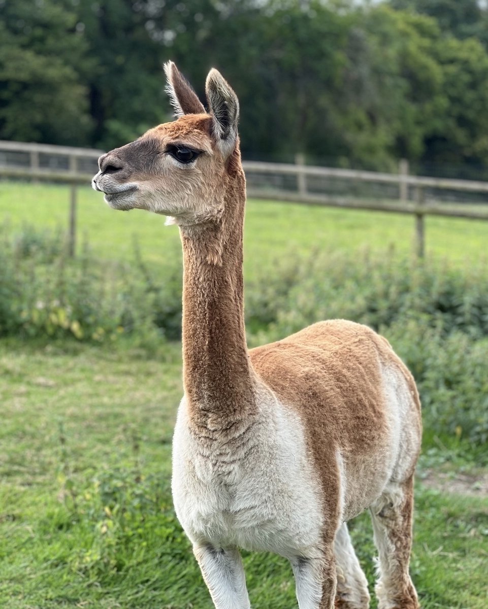 Bocketts Farm Park tweet media