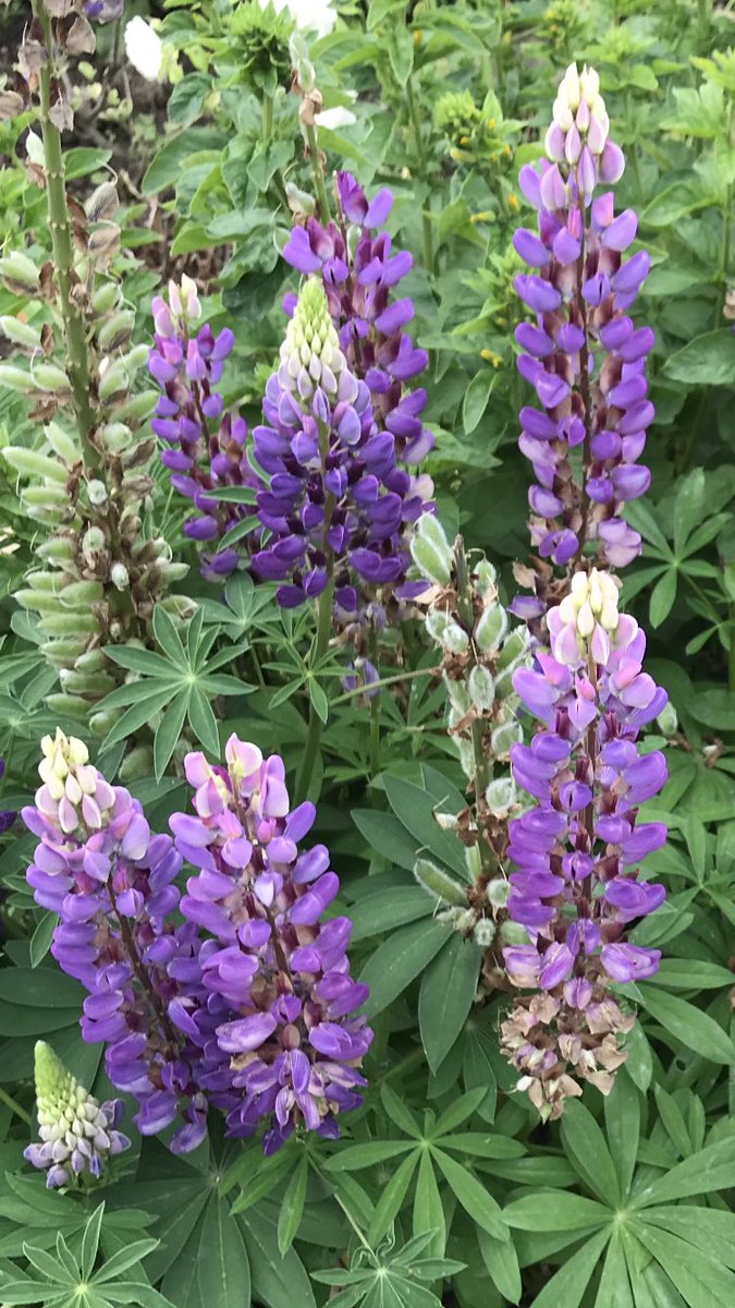 Morning 🍂… Bridlington this weekend for a breath of sea air and some nice coastal walks with the family… Whatever you’re doing today have a blinder…. HAPPY DAYS!!! #GardeningX #Lupins #SaturdayVibes #CoastalWalks