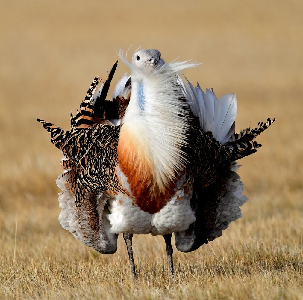 BirdsChina's tweet photo. Guess the name of the bird😛
 #birds #nature #photos #LovelyBirdsInChina https://t.co/SM6wubMoML