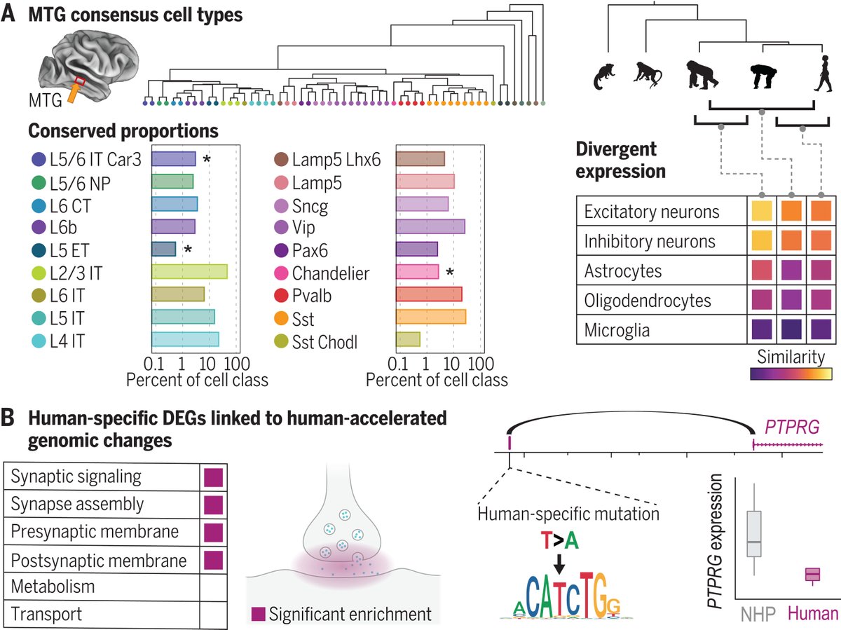 Understanding which features of brain cell organization are specific to humans, versus nonhuman primates, was a key goal of the #BICCN project.

A Science study used comparative single nucleus transcriptomics to explore this. scim.ag/4Ho