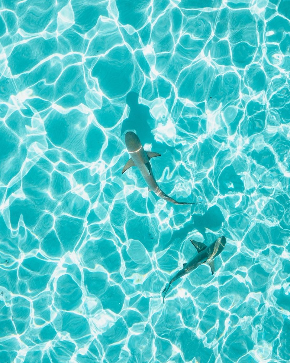 Domanda seria: quando piove e fa freddo, pensate a mete autunnali o invernali o a luoghi paradisiaci come questo? 👀

Se volete andare a Moorea, nella Polinesia francese, abbiamo più di 20 attività per rendere il vostro viaggio indimenticabile 💜.
