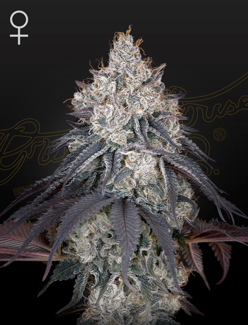 Lemon Orange Feminized Seeds by Green House Seeds.

The Lemon Orange is the ideal strain for citrus lovers. 

The mix of our all-time champion, the Super Lemon Haze, with our own selection of Clementine from the Crockett family, which expresses some intense sweet clementine juice