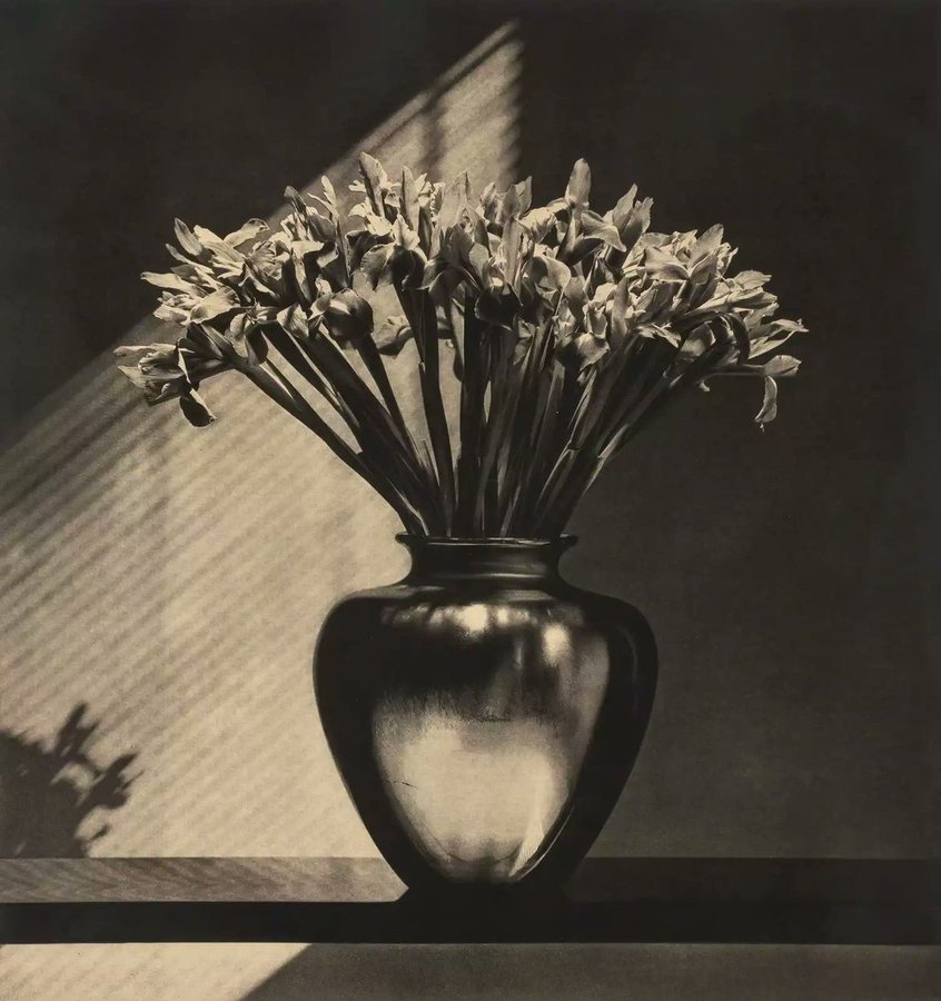 Irises, 1987 • Robert Mapplethorpe •