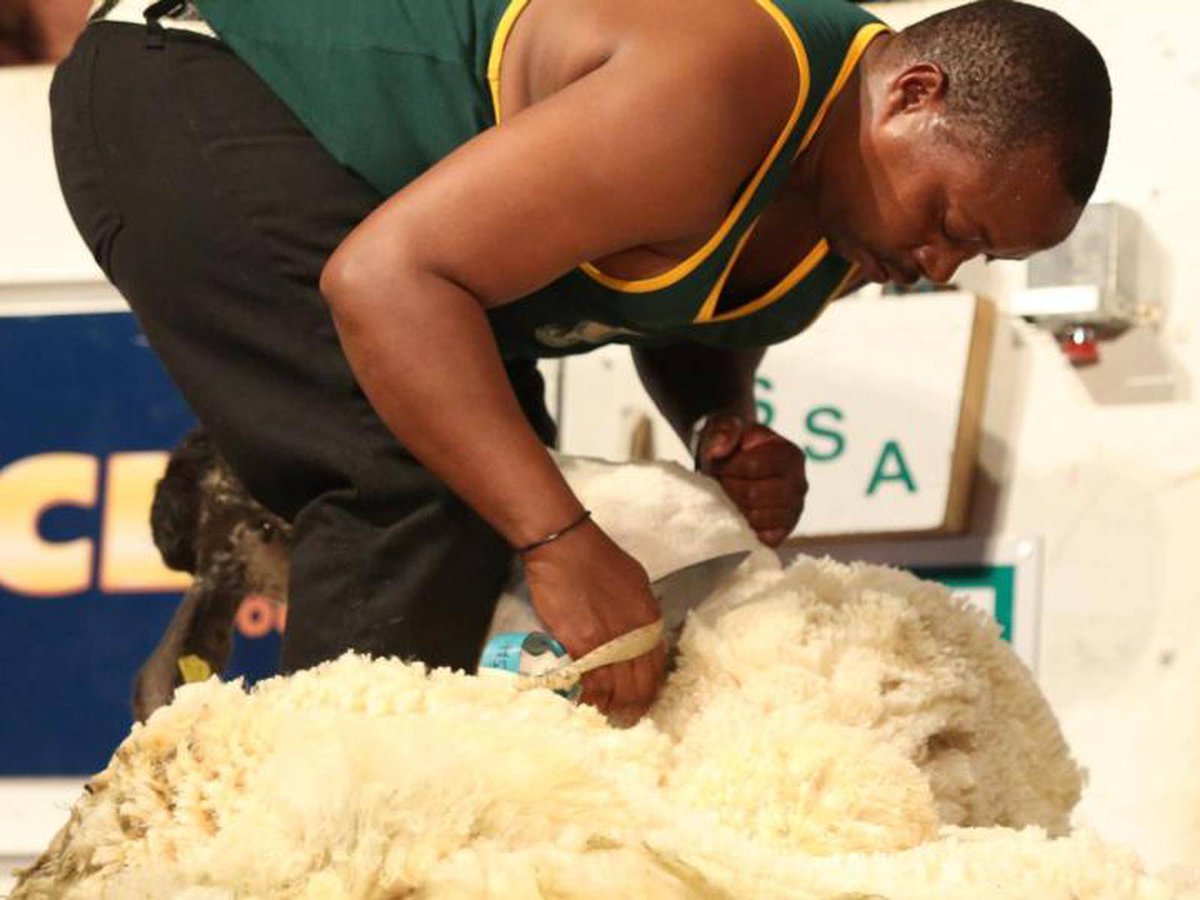 South African  Blade shearers, Zwelamakhosi Mbuweni and Bonile Rabela beat New Zealand, at the 2023 World Sheep Shearing Championships.