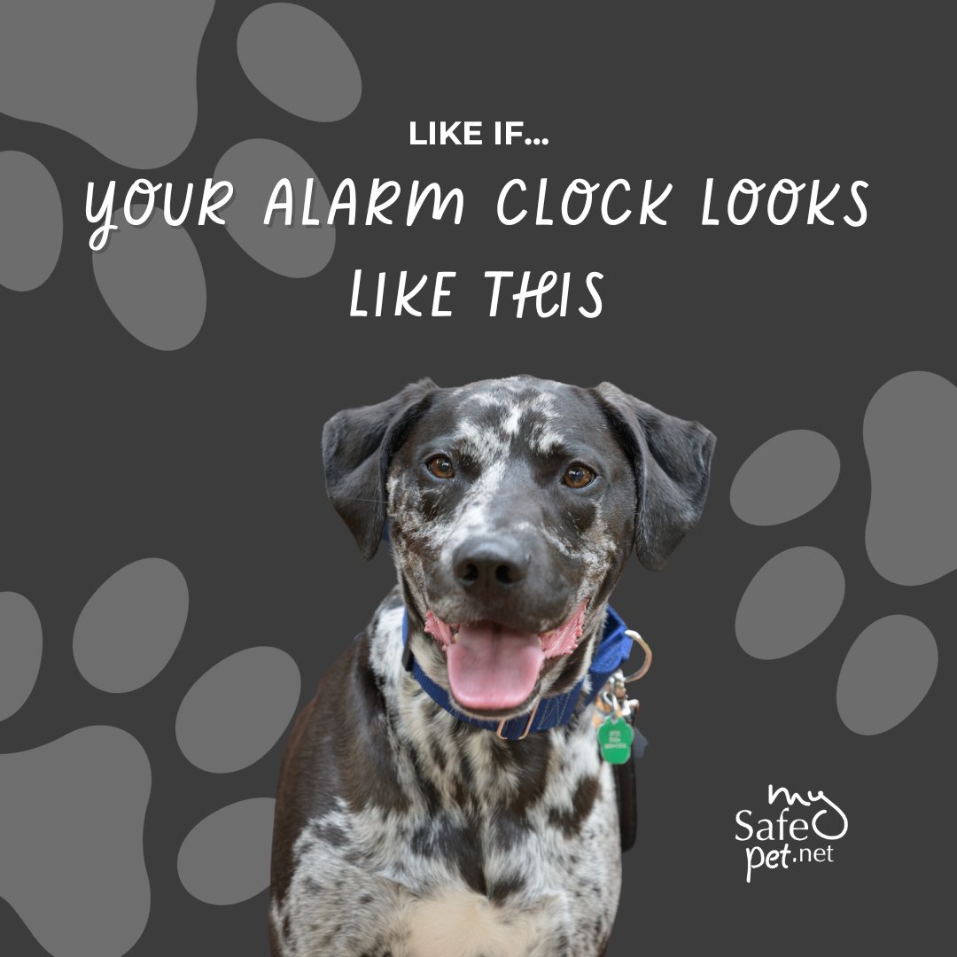 MySafePetNet's tweet image. #DaylightSavings not only makes our schedules as humans go haywire, it can affect our #pets too!

#Animals follow the sun&apos;s cues for their daily routines, &amp;amp; our light switches play a part too.

Try shifting their schedules by 15 mins/day, rather than one chaotic hour all at once.