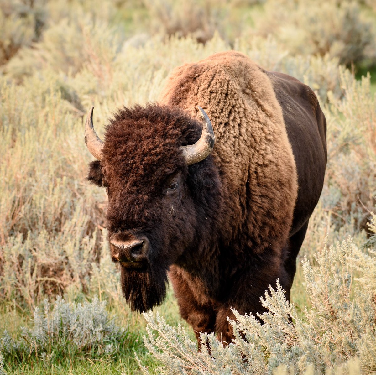 #NationalBisonDay. Bison are much more than America's largest land mammal. They are an essential part of American history and embody the strong and resilient characteristics of the American people - so much so that they were designated as our National Mammal in 2016. 📷NPS/Jeremy
