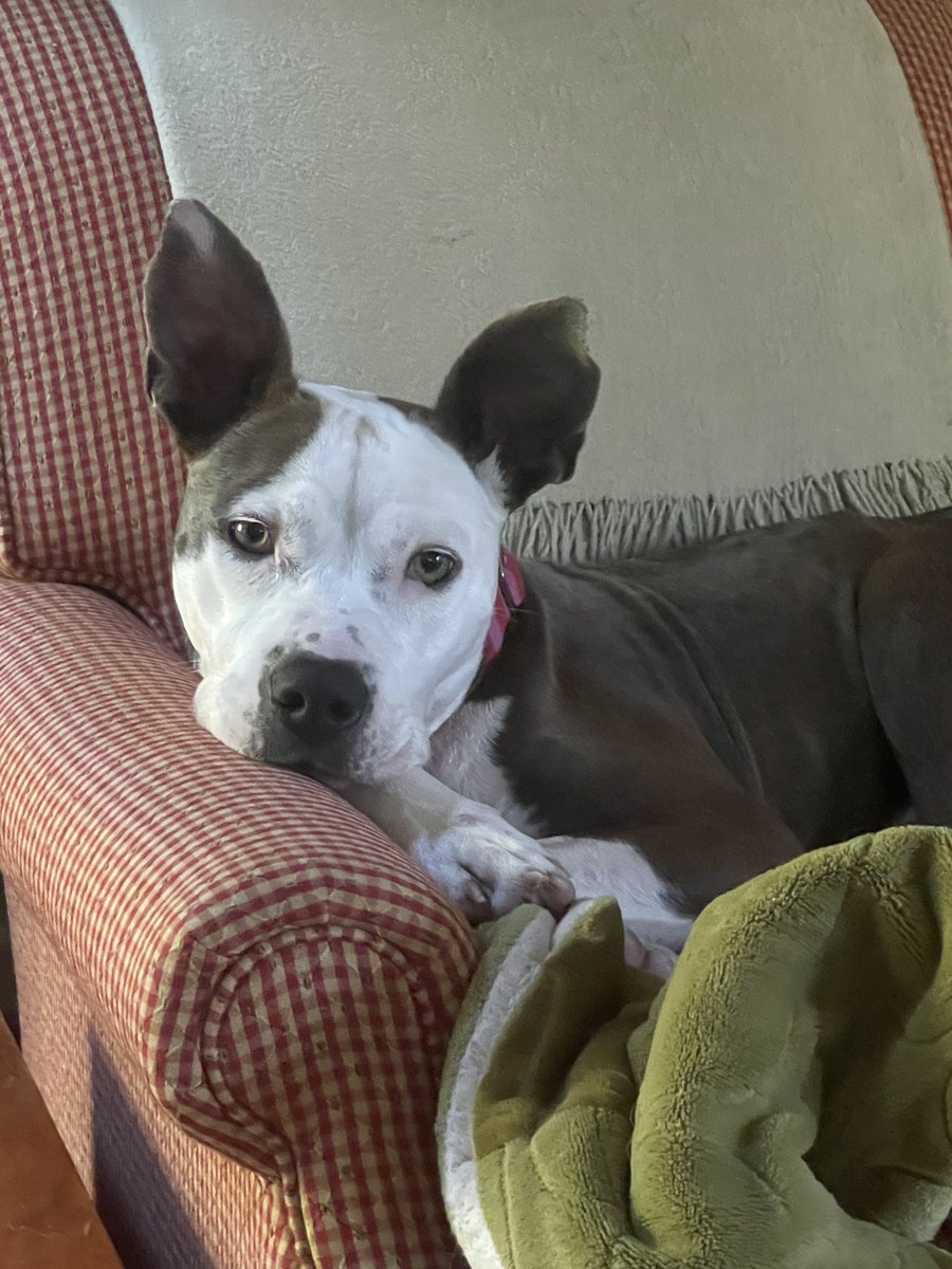 Lola Patolla tweet media
