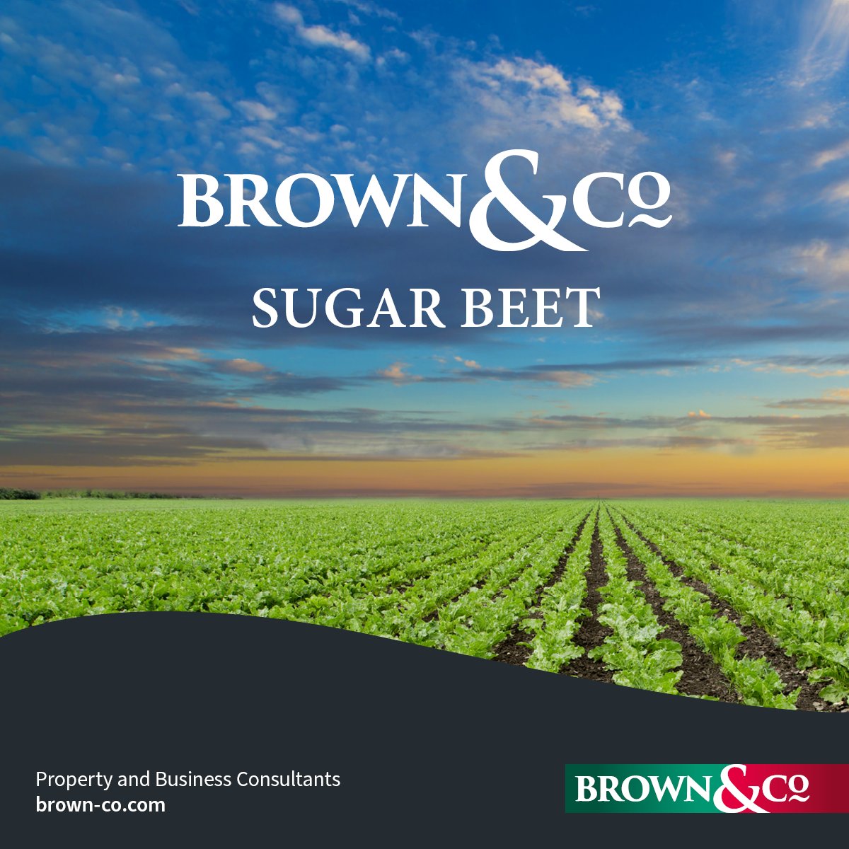 550+ Beet growers on the @NFUSUgar call last night to discuss @britishsugar £38/t '24 contract offer issued by BS unilaterally &amp; outside the NFU/BS negotiating framework. BS profiteering at the expense of growers. @brownandcorural support NFUSugar seeking a fair price for growers