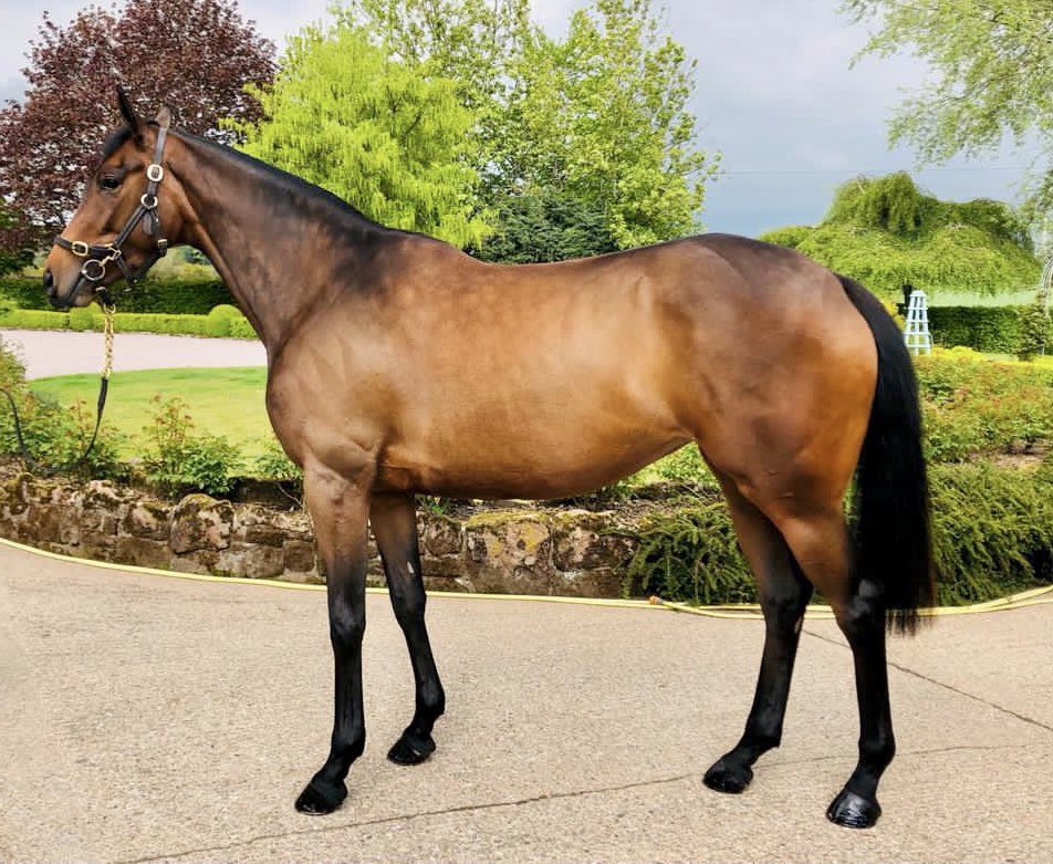 Sally Aston tweet media