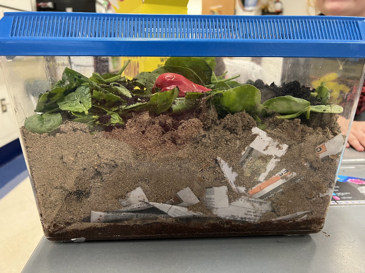 KiserClass's tweet image. Vermicomposting - The science of using worms to convert biodegradable waste into nutrient rich soil. The best part is that we can OBSERVE the changes over time. #LearnByDoing #MakeTimeForScience