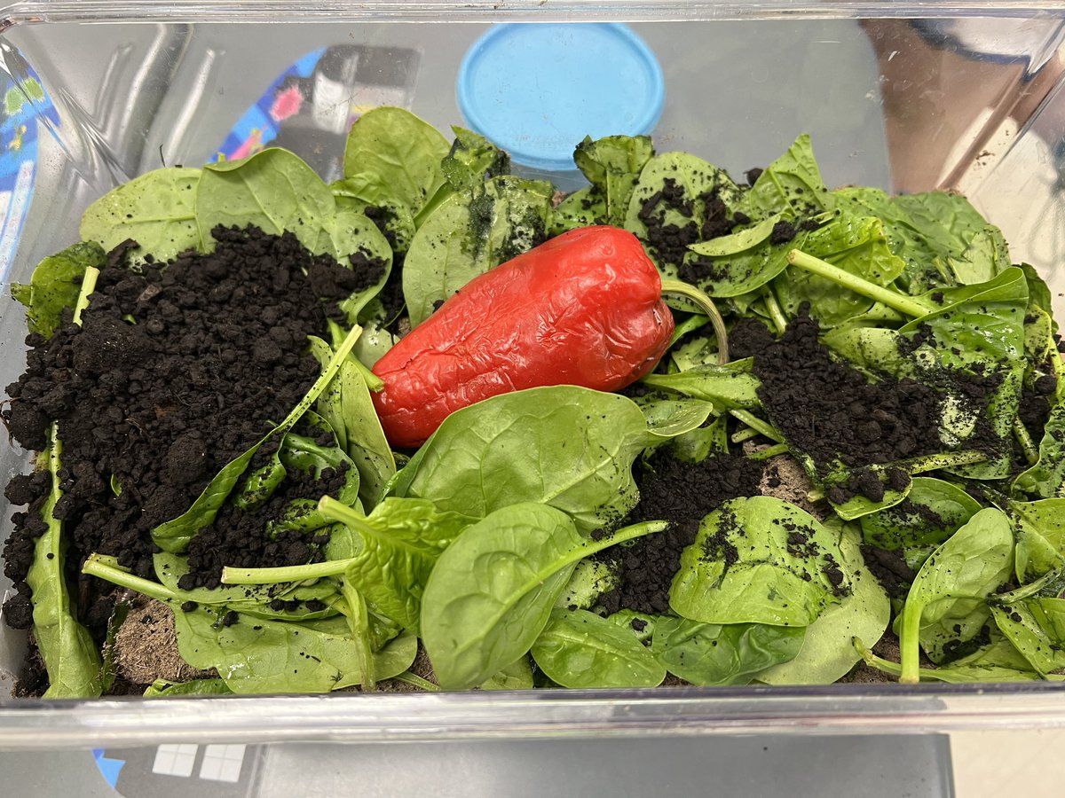 KiserClass's tweet image. Vermicomposting - The science of using worms to convert biodegradable waste into nutrient rich soil. The best part is that we can OBSERVE the changes over time. #LearnByDoing #MakeTimeForScience