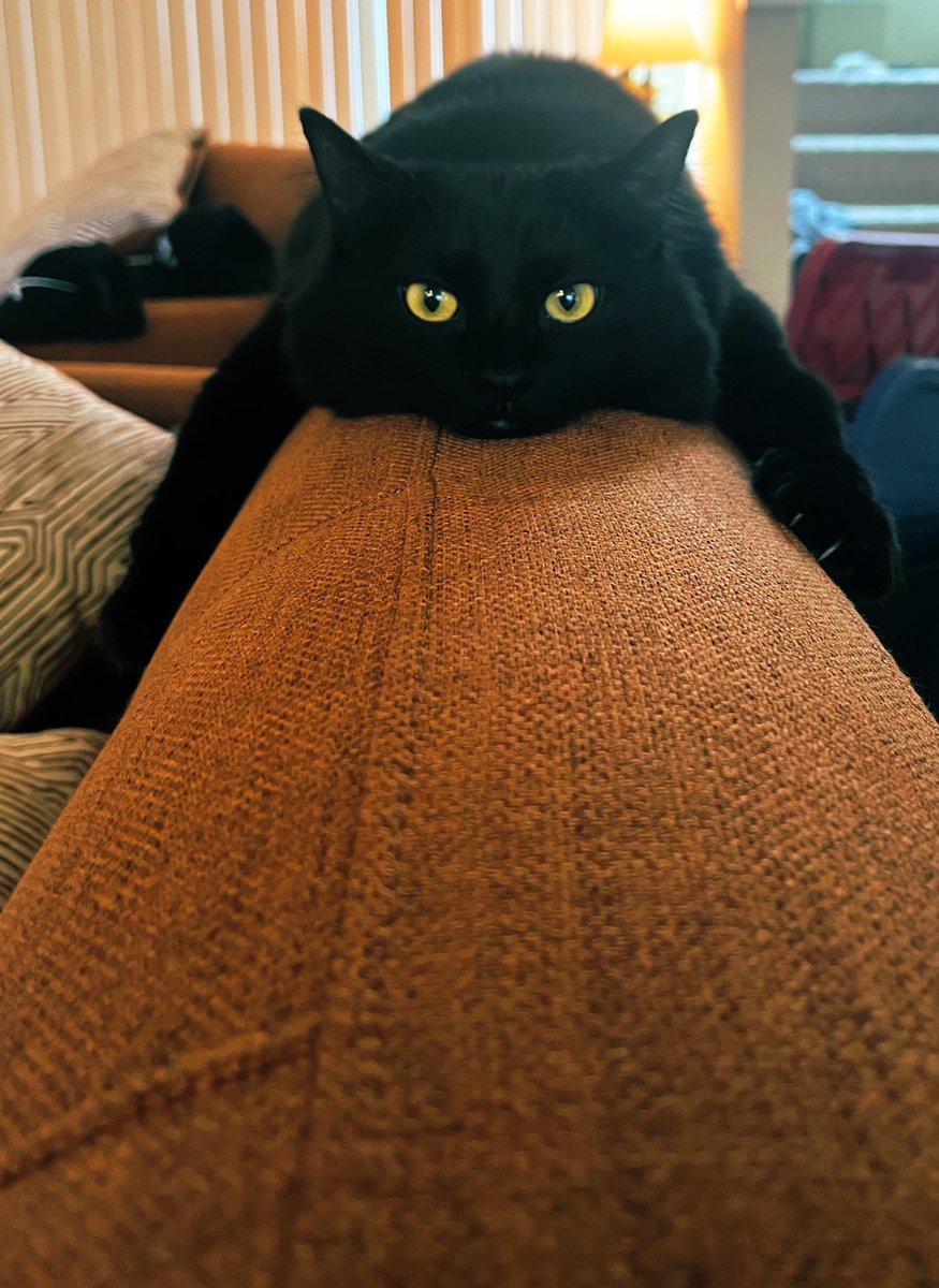 zachlisko's tweet image. After a long week, Lua offers the best kind of debrief #WeekendWindDown #BlackCat