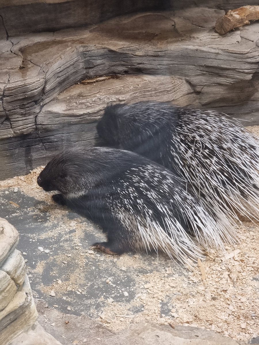 Тотемна тварина суботи  - їжатець з ідеальною зачіскою