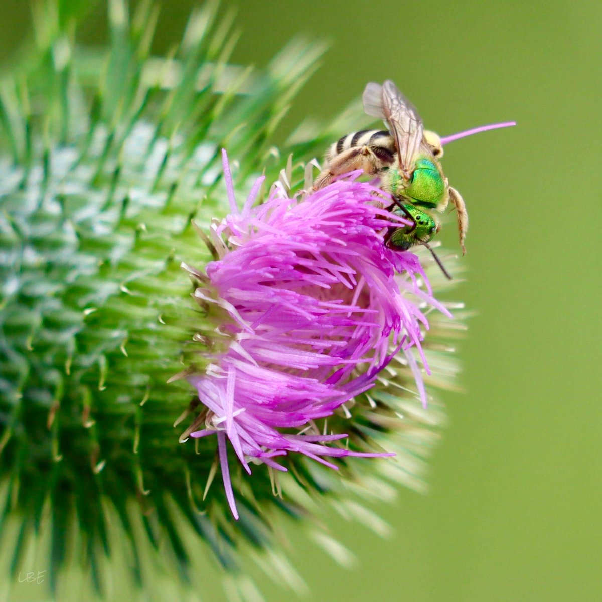 LisaNaturePhoto's tweet photo. βFind the sweetness in your own heart, then you may find the sweetness in every heart.β -Rumi
#thistle #sweatbee #colorsofnature #naturephotography #teamcanon https://t.co/IY7P1sOJLp