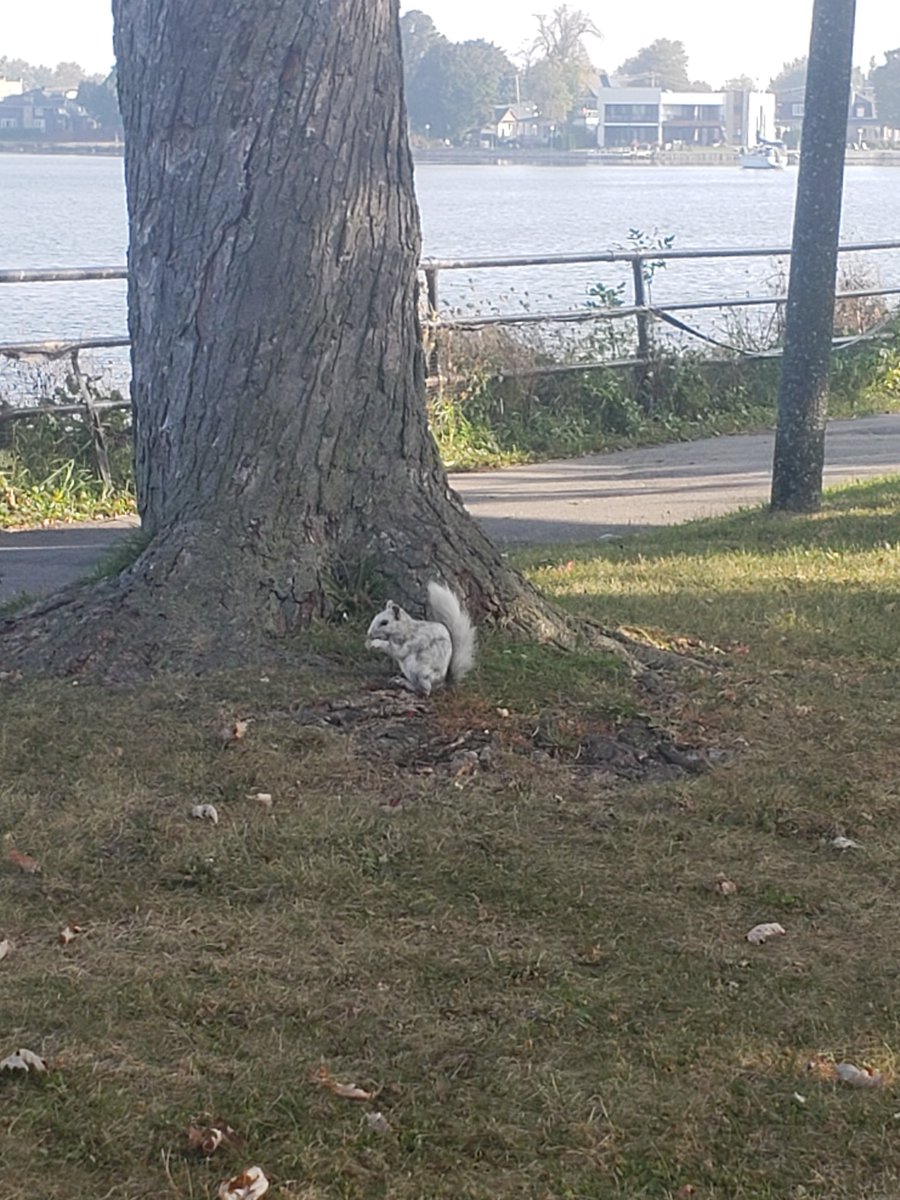 Maybe it's just me but has anyone seen a white squirrel before! This guy was great at having his picture taken as well haha. #nature #squirrel #adventure #unique #cool