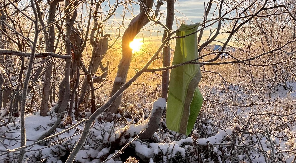 Jepp. Sola skinn jo så…..
🙈😅