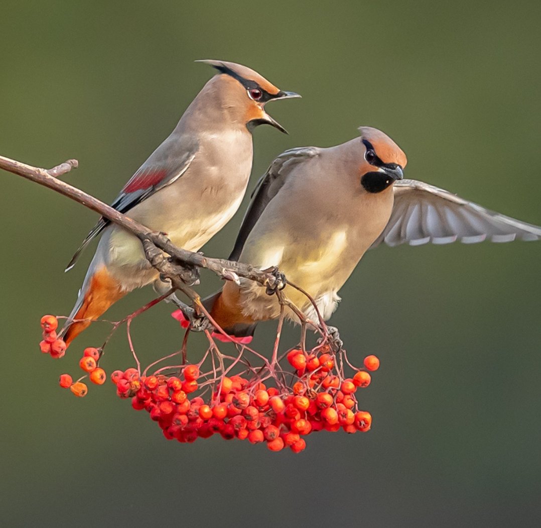 BirdsChina's tweet photo. Guess the name of the bird🧐
 #birds #nature #photos #LovelyBirdsInChina https://t.co/ATZqqE6zPi