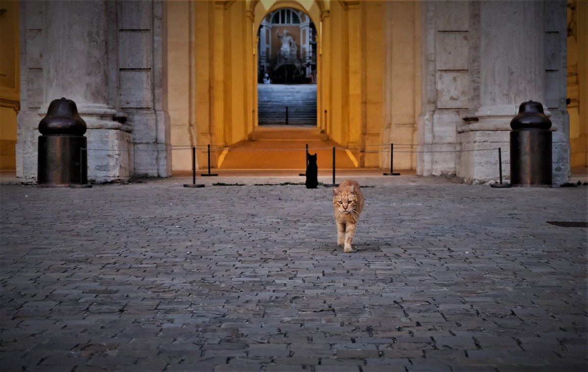 sampietrino's tweet photo. The furry residents of Palazzo Barberini, Rome.
ph @oddbohah

It's #Caturday!

#palazzobarberini #gattidiroma #catsofrome #gatti #cats #romancats #catofrome #catsofitaly #ermejodercolosseo #catlife #catslover #sampietrini #sanpietrini #roma #rome #romerightmeow https://t.co/wHiz992eCp