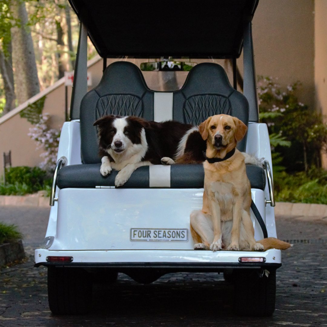 Even our furry guests have a 'pawsitively' great time - where tails wag and room service means extra treats on the menu!
#FSJohannebsurg #FSPets