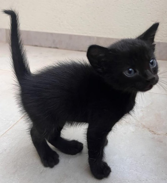 #sabado

Andamos algo liadas... y ahora entenderás porqué... BEBÉS en adopción!😺

4 peques adorables que acaban de cumplir 2 meses! 3 hembras (pardita, carey y negrita) y un macho (negrito)

¿Con cuál te quedas?❤️

#Valencia Silvia 635 12 78 55

#AdoptaNoCompres #gatitos