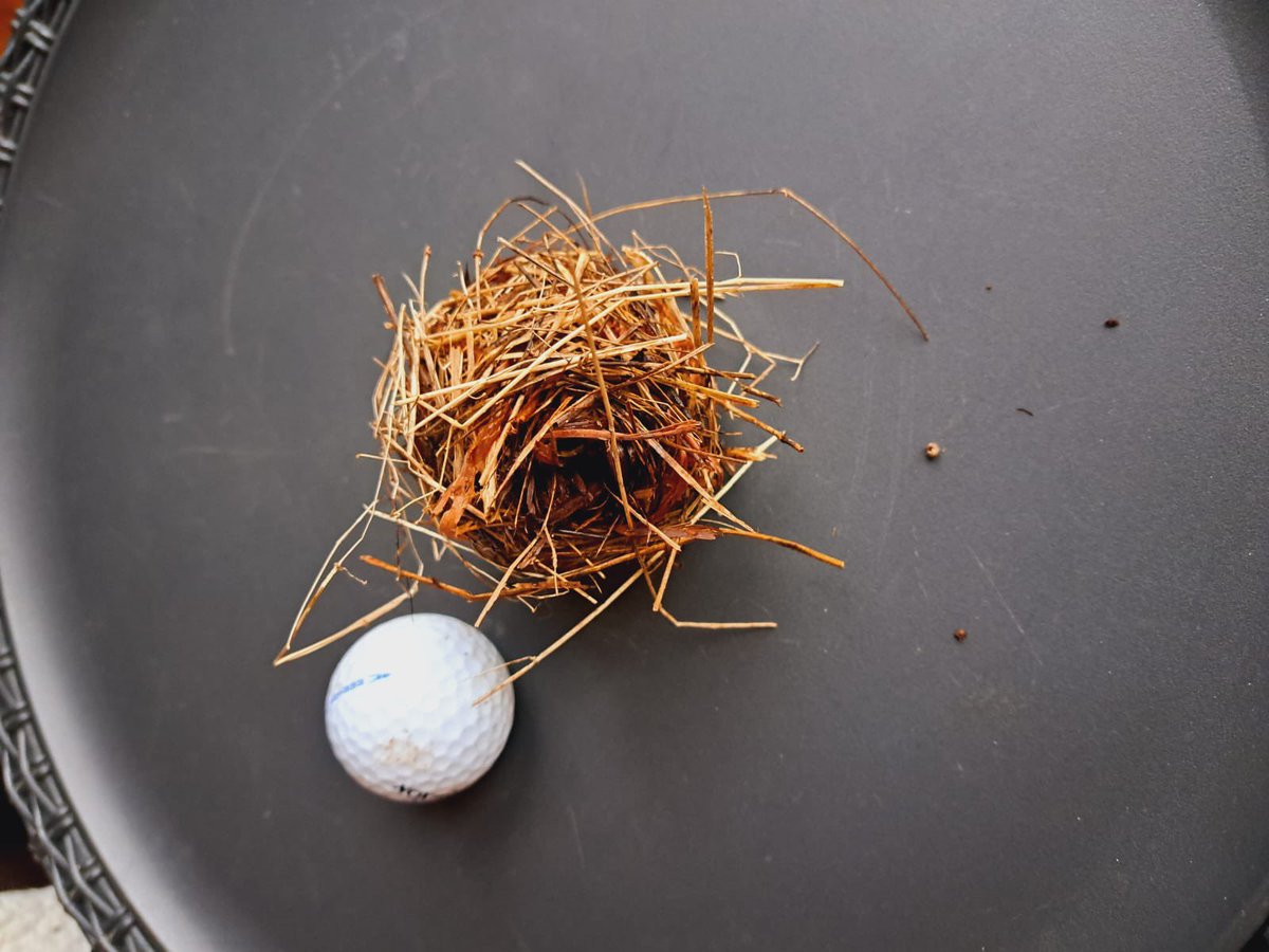 progqueen's tweet image. Anyone know what this nest is? That’s a golfball for size comparison. Made of grass. @ChrisGPackham I’m sure you’ll know 🙂