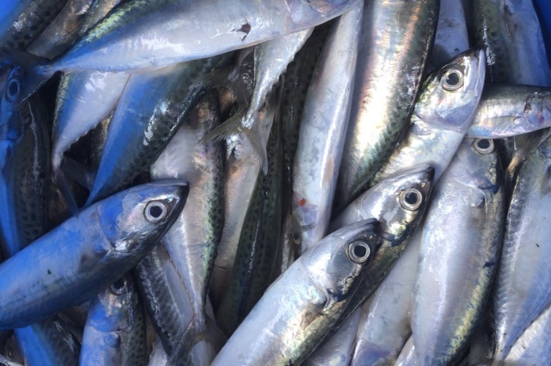 NKFISHMEAL's tweet photo. November 3 ,2023 https://t.co/ZAjJKkRojB