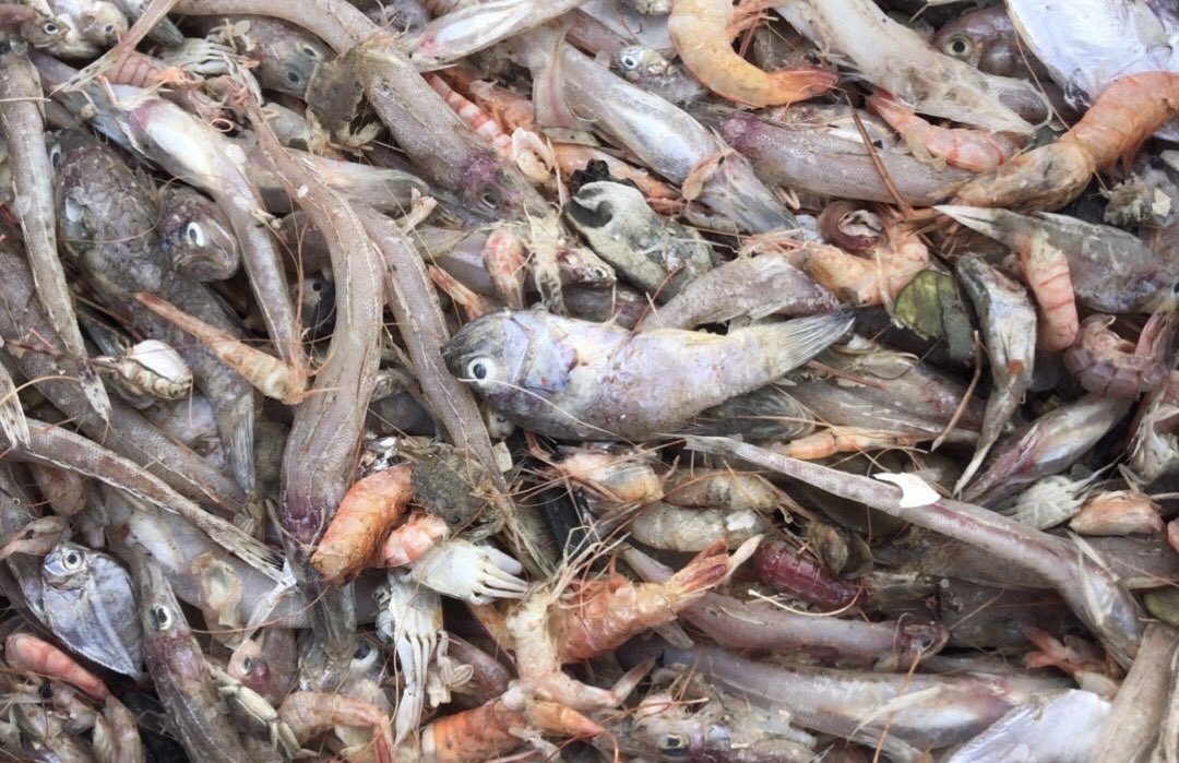 NKFISHMEAL's tweet photo. November 3 ,2023 https://t.co/ZAjJKkRojB