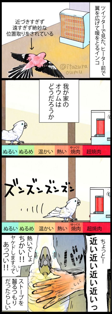 加減ができない我が家のオウム。