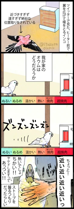 加減ができない我が家のオウム。