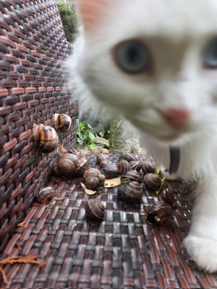 Ги чува, дека брзи многу 😄