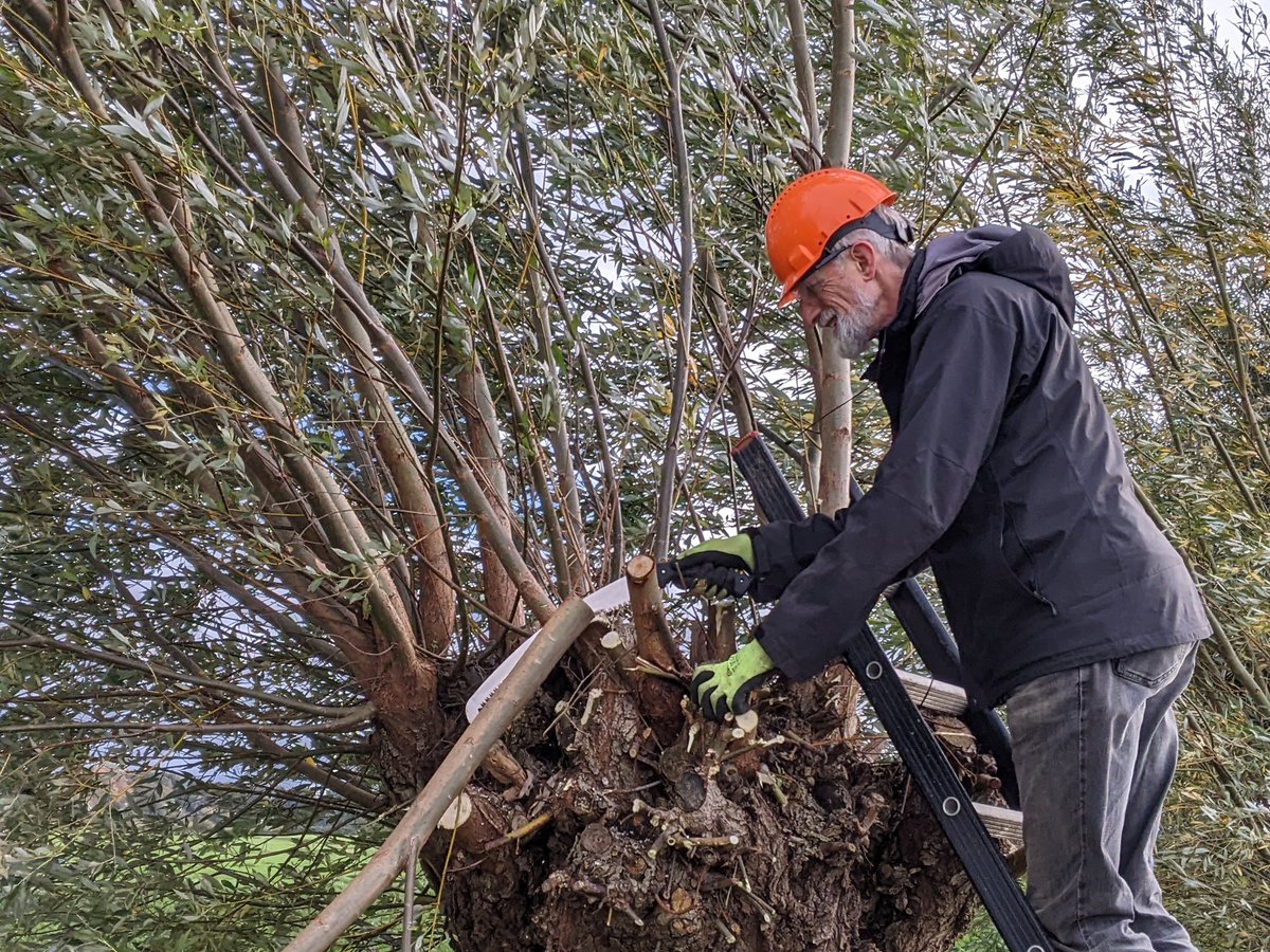 SaskiaBemer's tweet photo. In de Rosandepolder worden prachtige oude wilgen geknot door vrijwilligers tijdens de #Natuurwerkdag!
@SLGelderland https://t.co/1B3y7xueii