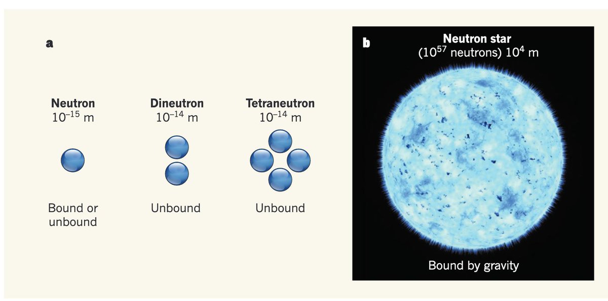 The nuclei of atoms are made from protons and neutrons. Why are there no nuclei made only of neutrons? It has to do with the Pauli principle, but if the strong force was 10% stronger pure neutron and proton bound states could exist and we might not.. A 🧵 1/12