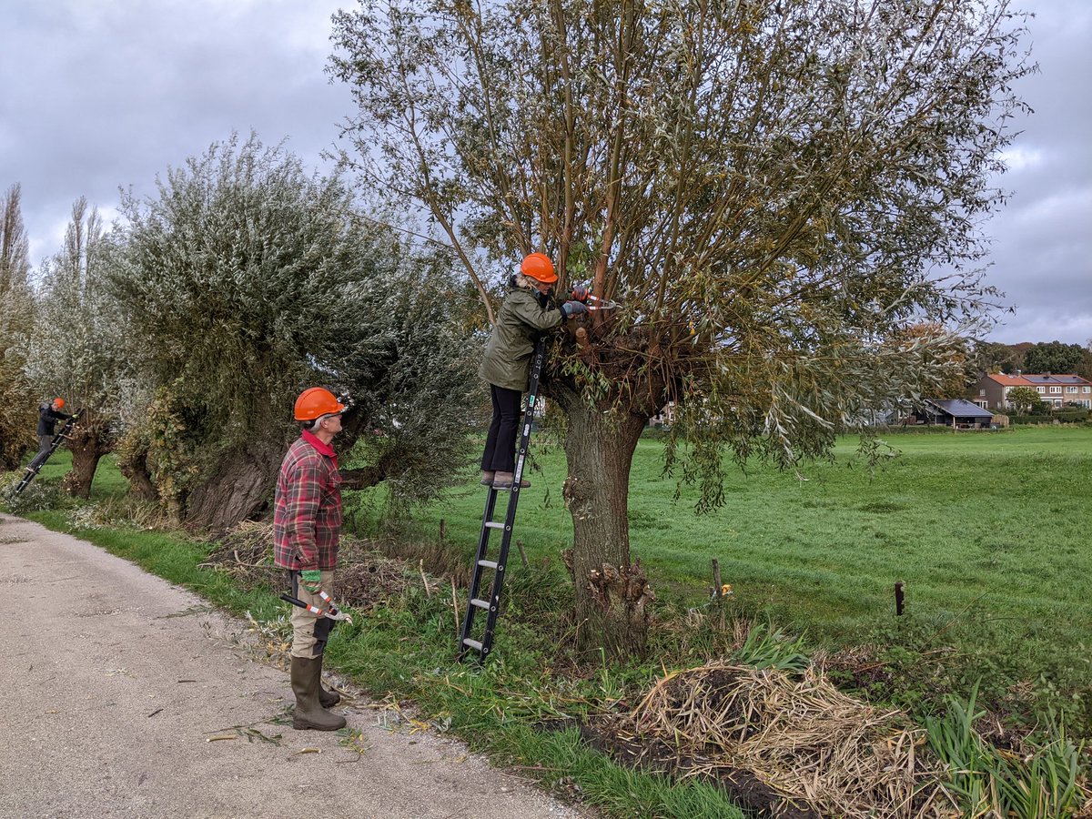 In de Rosandepolder worden prachtige oude wilgen geknot door vrijwilligers tijdens de #Natuurwerkdag!
<a href="/SLGelderland/">Stichting Landschapsbeheer Gelderland</a>