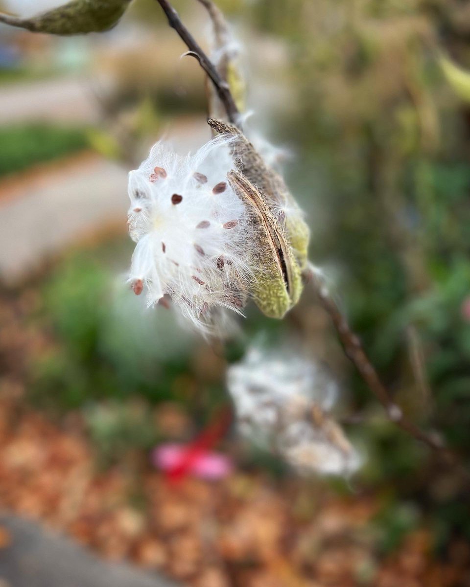 r_fototkr's tweet photo. Morning
#GardeningTwitter #garden #milkweedpods #milkweedformonarchs #savethemonarchs #milkweed #gonetoseed https://t.co/N21Dq3cc7G