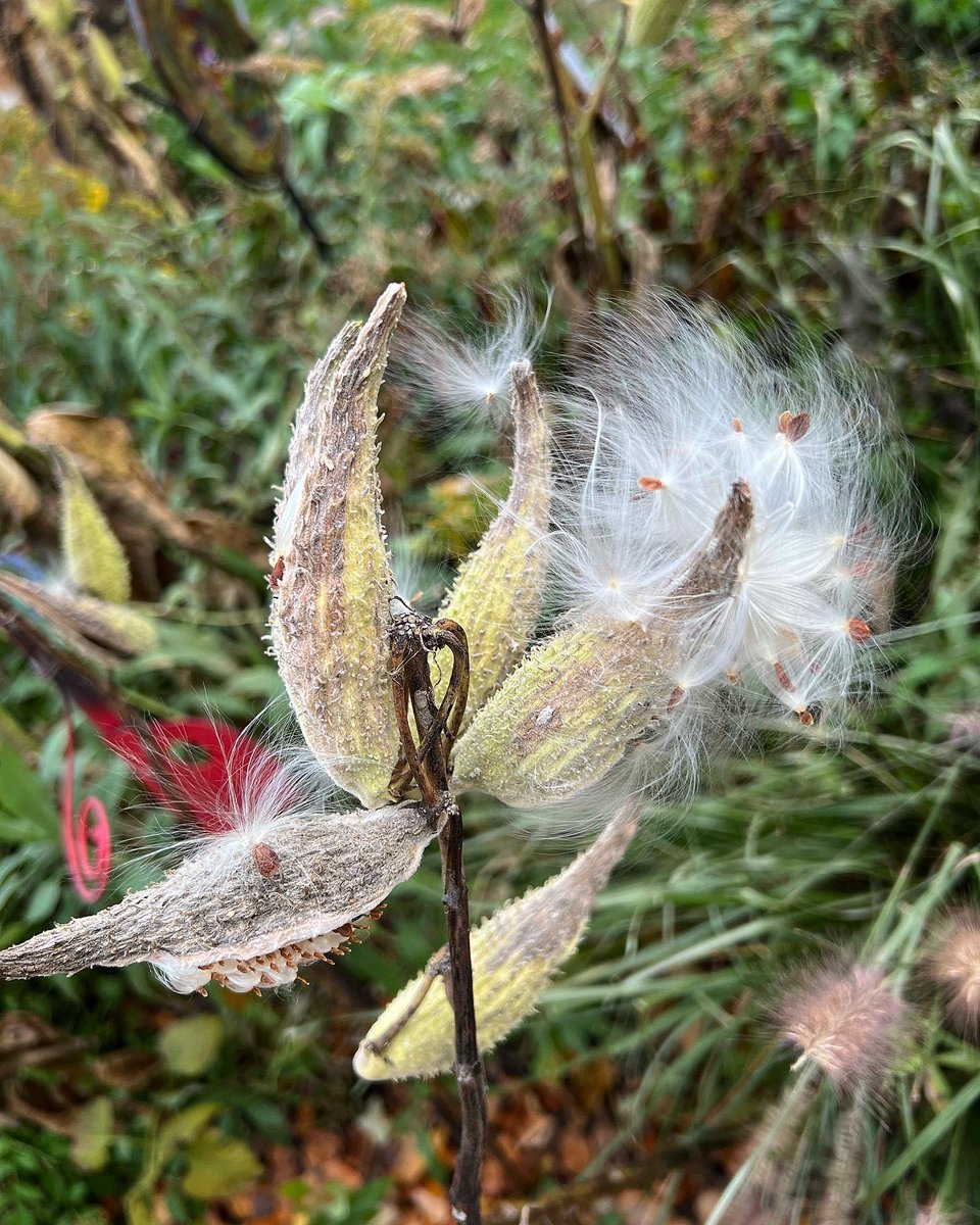 r_fototkr's tweet photo. Morning
#GardeningTwitter #garden #milkweedpods #milkweedformonarchs #savethemonarchs #milkweed #gonetoseed https://t.co/N21Dq3cc7G