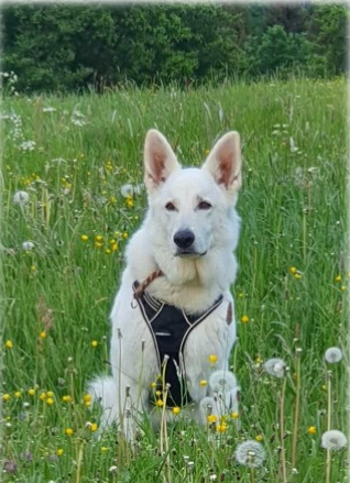 Greyson wünscht sich ein Familienhundeleben! dogxaid.org #Blindenführhund a.D. #zuhausegesucht