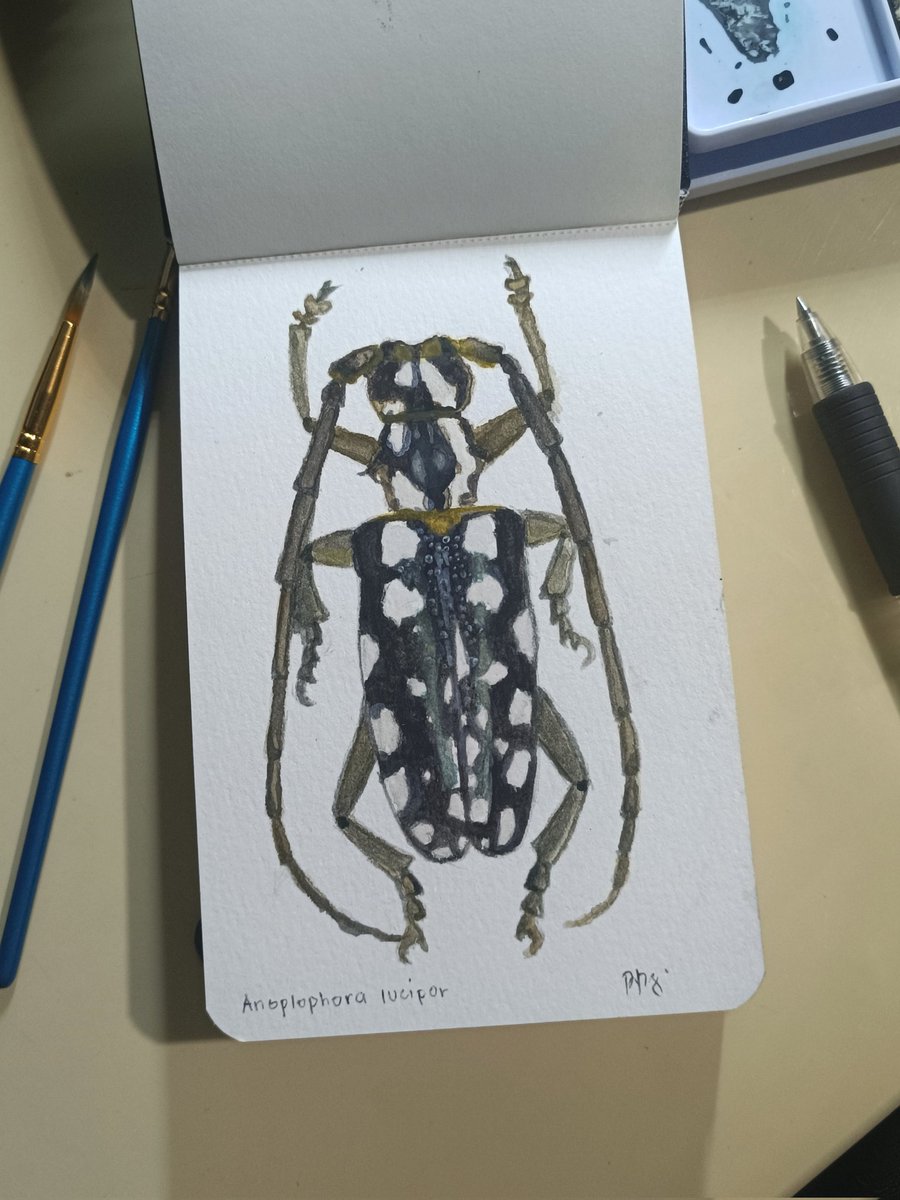 my first watercolor painting #cerambycidae