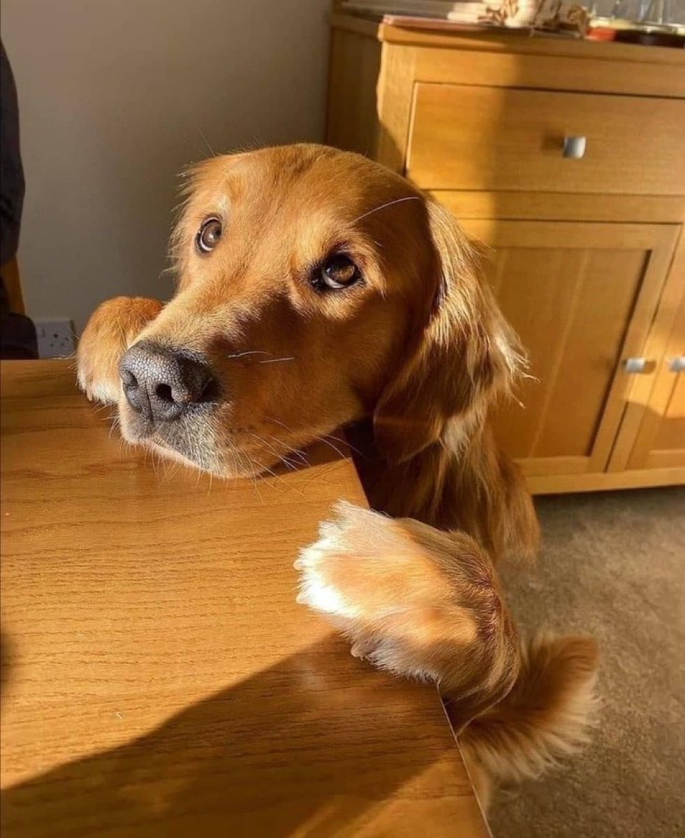 out of context dogs (@contextdogs) on Twitter photo 