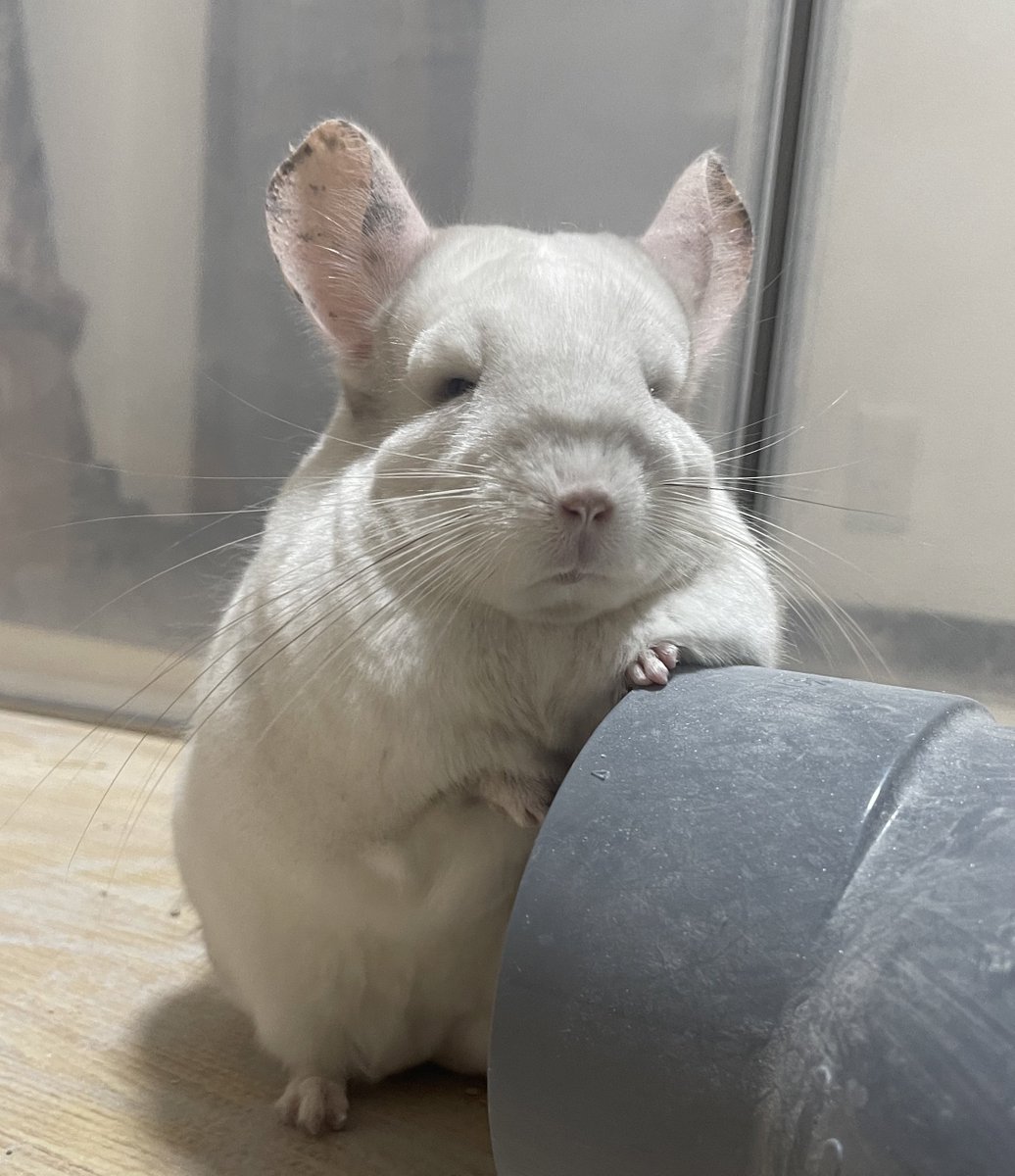 onchanng's tweet photo. おばーちゃんっぽすぎて笑いすぎて死にそう😆😆
#チンチラ
#chinchilla https://t.co/qLLRGO07B3