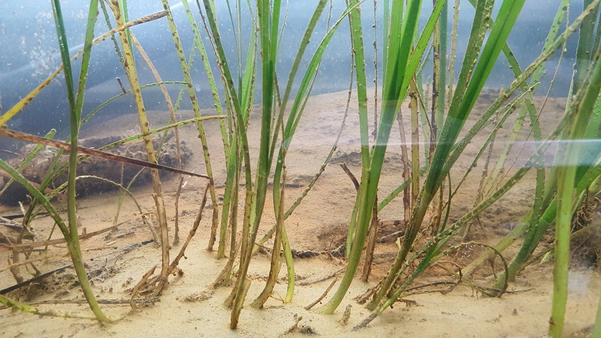 ProjectSeagrass tweet picture